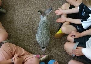 Królik chodzi po dywanie. Dzieci siedzą wokół niego.