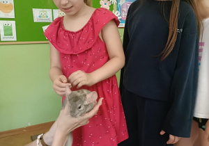 Dziewczynka w różowej sukience głaszcze szynszyle. W tle stoi dziewczynka w granatowej bluzie.