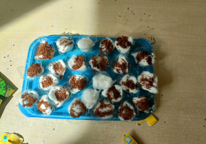 Na stoliku na niebieskiej podkładce stoją pojemniczki z watą i wsypaną rzeżuchą.