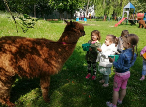 Trzy dziewczynki karmią alpakę.
