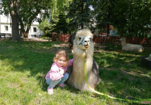 Dziewczynka pozuje z alpaką.