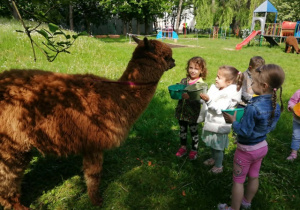 Trzy dziewczynki karmią alpakę.