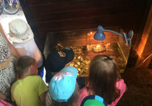 dzieci oglądają zwierzątka w akwarium