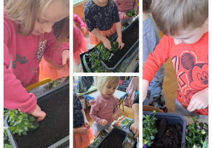 Dzieci umieszczają w donicach sadzonki kwiatków