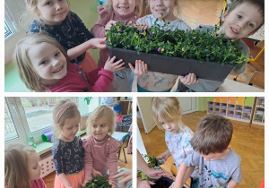 Dzieci pozują do zdjęcia z donicami pełnymi sadzonek bratków/ chłopiec sadzi sadzonkę