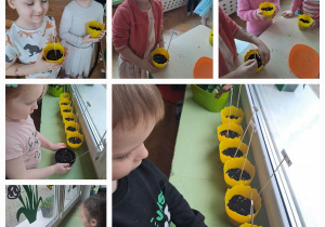 Dzieci prezentują do zdjęcia swoje doniczki z nasionami i ustawiają je na parapecie