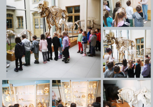 Dzieci oglądają eksponaty w muzeum przyrodniczym - wystawa paleontologiczna