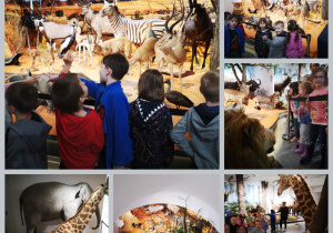 Dzieci oglądają eksponaty w muzeum przyrodniczym - sawanna