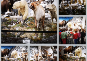Dzieci oglądają eksponaty w muzeum przyrodniczym - zwierzęta
