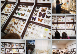 Dzieci oglądają eksponaty w muzeum przyrodniczym - motyle