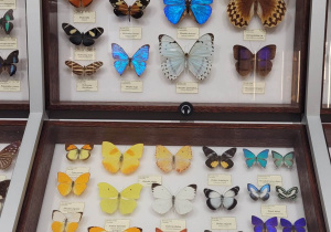 Gablota z motylami w muzeum przyrodniczym
