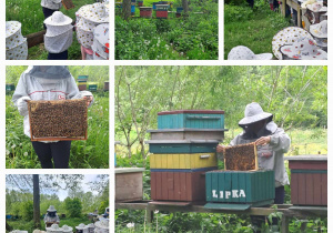 Pszczelarz wyjmuje z ula ramkę z pszczołami, dzieci w kapeluszach przyglądają się