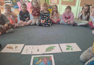 Dzieci siedzą na dywanie i oglądają plansze edukacyjne z fazami rozwoju motyli