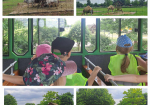 Zwierzęta w zoo / dzieci przyglądają się zwierzętom przez okna w kolejce, którą jadą